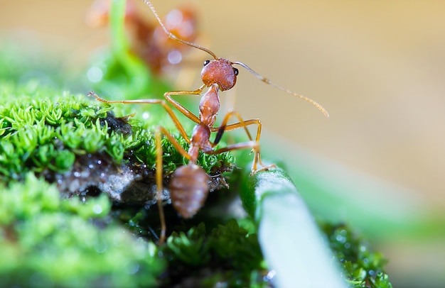 Foto close-up de uma formiga