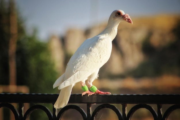 Close-up de uma gaivota em cima de um corrimão