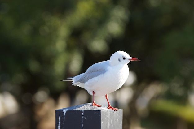 Foto close-up de uma gaivota em cima de uma madeira