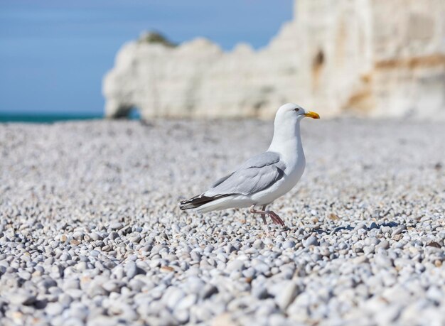 Foto close-up de uma gaivota em cima de uma parede de contenção junto ao mar