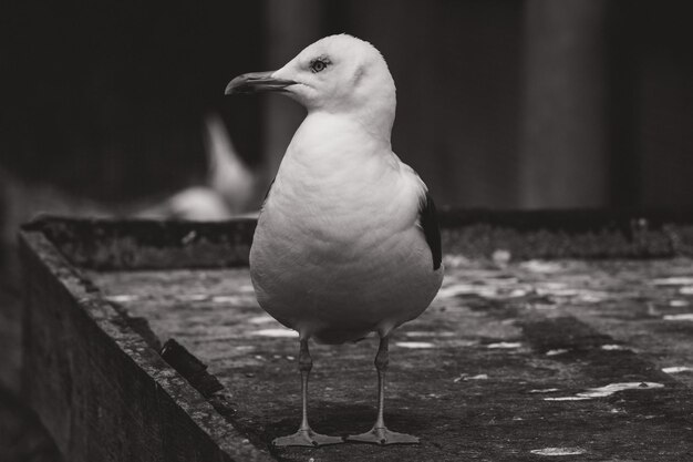 Foto close-up de uma gaivota empoleirada ao ar livre