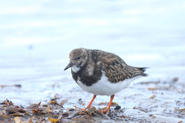 Foto close-up de uma gaivota na praia