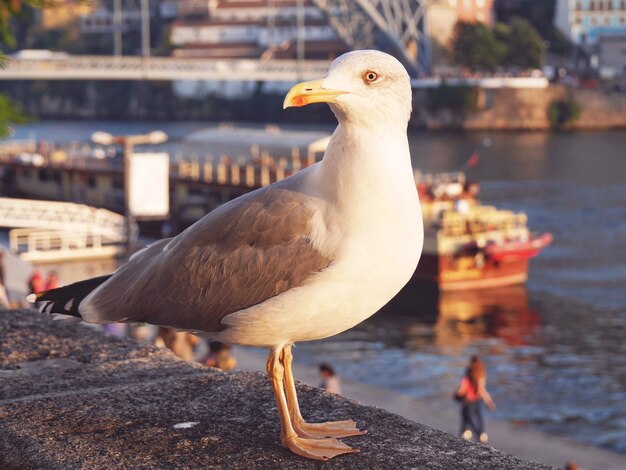 Foto close-up de uma gaivota sentada ao ar livre