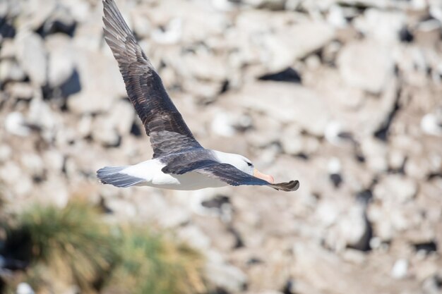 Foto close-up de uma gaivota voando