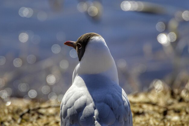 Foto close-up de uma gaivota