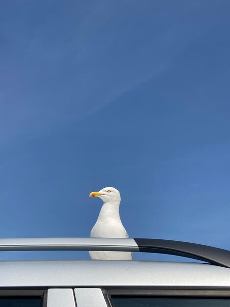 Foto close-up de uma gaivota