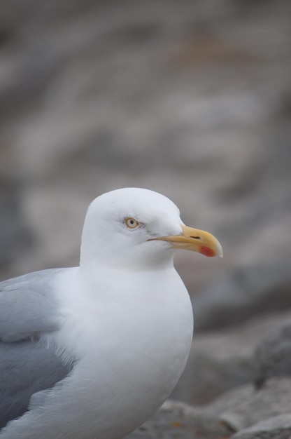 Close-up de uma gaivota