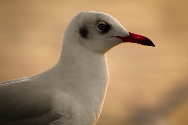 Foto close-up de uma gaivota