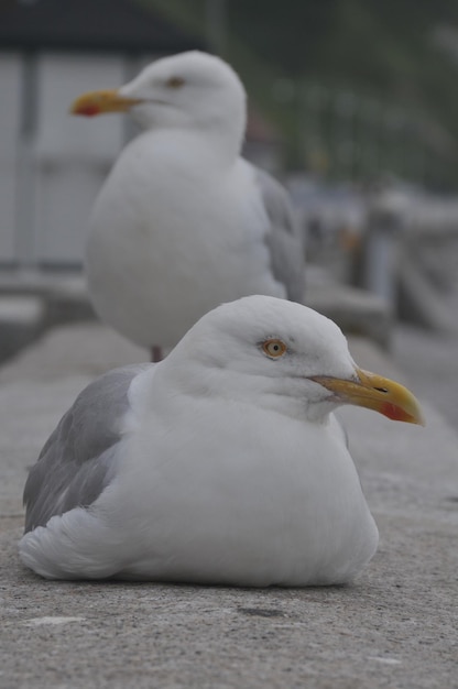 Foto close-up de uma gaivota