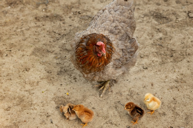 Close up de uma galinha da mãe com seus filhotes de bebê na fazenda. Galinha com pintinhos