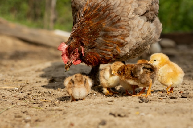 Close up de uma galinha da mãe com seus filhotes de bebê na fazenda. Galinha com pintinhos