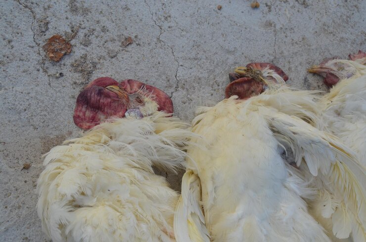 Foto close-up de uma galinha morta