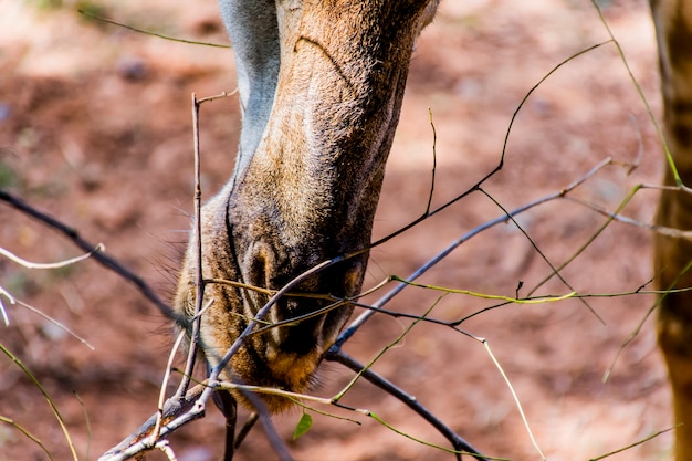 Close-up de uma girafa com a boca aberta comendo folhas em um galho.