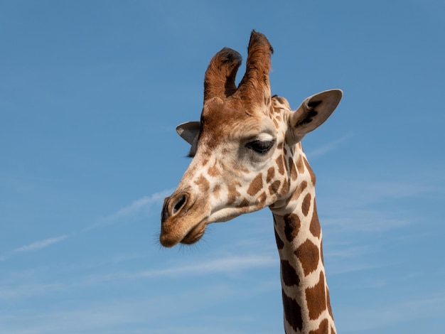 Close-up de uma girafa contra o céu azul