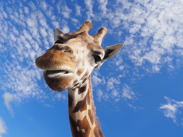 Close-up de uma girafa contra o céu azul