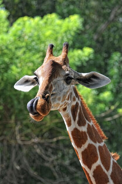 Close-up de uma girafa