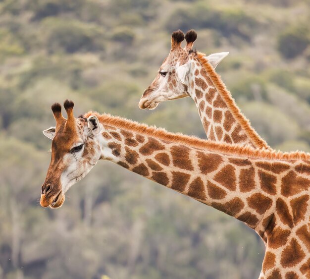 Close-up de uma girafa