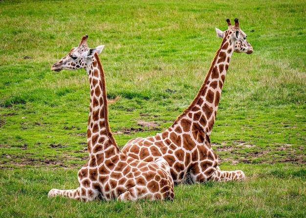 Close-up de uma girafa