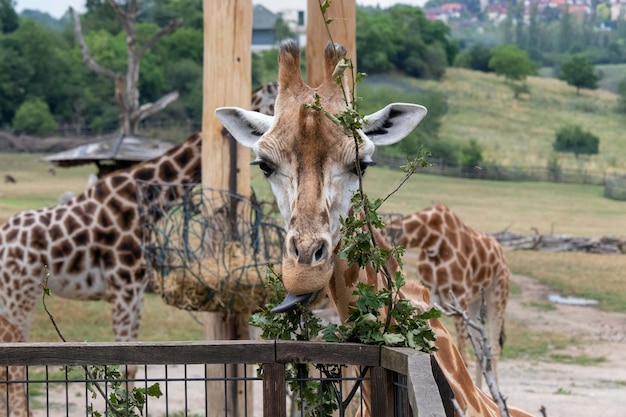 Close-up de uma girafa