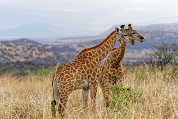 Close-up de uma girafa