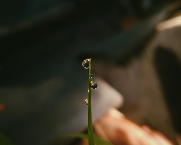 Foto close-up de uma gota de água em um galho