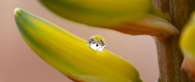 Foto close-up de uma gota de chuva na flor amarela de aloe