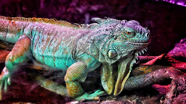 Close-up de uma iguana colorida em um galho