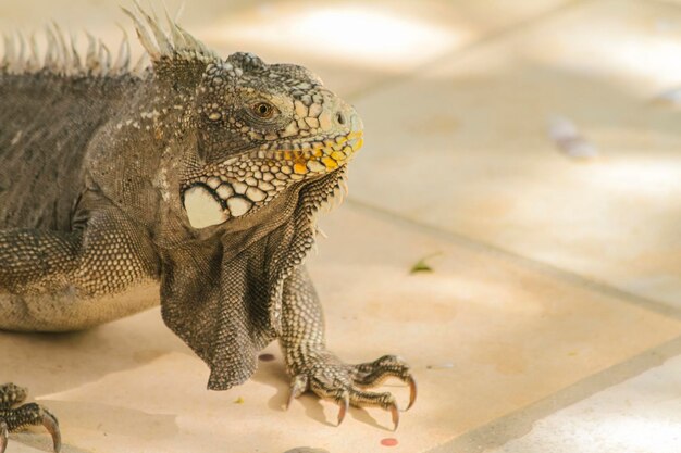 Close-up de uma iguana em uma trilha