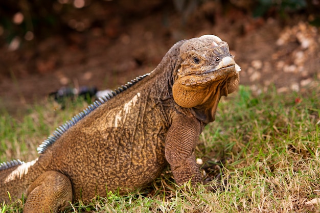 Close up de uma iguana na natureza na República Dominicana