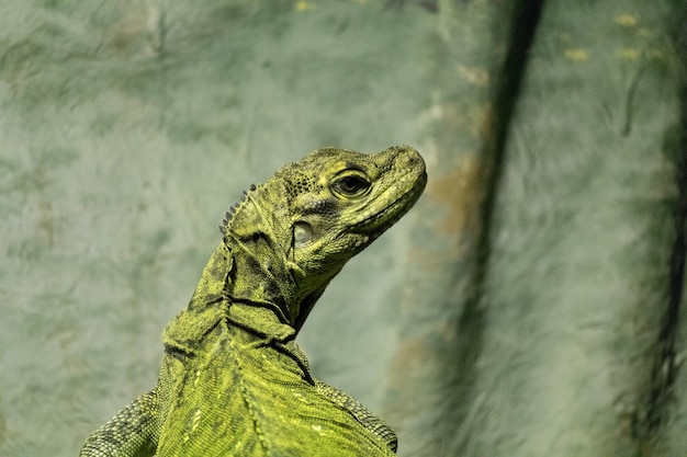 Close-up de uma iguana verde