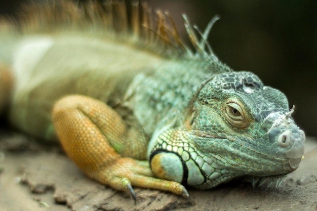 Close-up de uma iguana