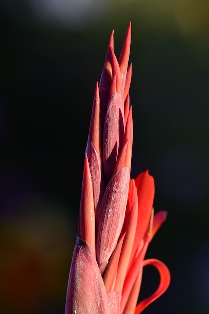 Close-up de uma íris barbuda alta Lady Friend Iris barbata elatior Lady Friend