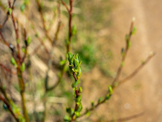 Close-up de uma jovem folha verde em um arbusto. o conceito de primavera, o renascimento da natureza. fundo desfocado, foco seletivo