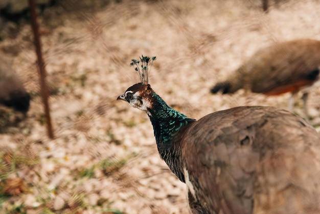 Close-up de uma linda cabeça de pavão com penas verdes andando por aí