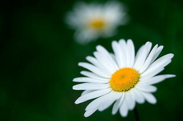 Close up de uma linda flor branca