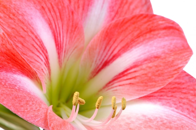 Close-up de uma linda flor desabrochando rosa