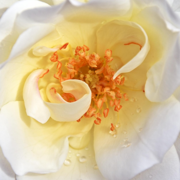 close-up de uma linda rosa branca