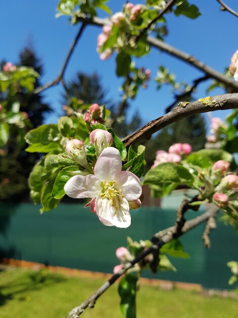 Foto close-up de uma maçã branca em flor