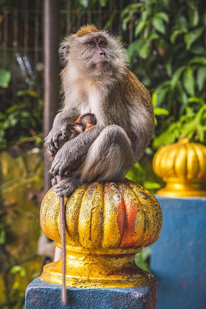 Foto close-up de uma mãe macaco segurando seu bebê suavemente