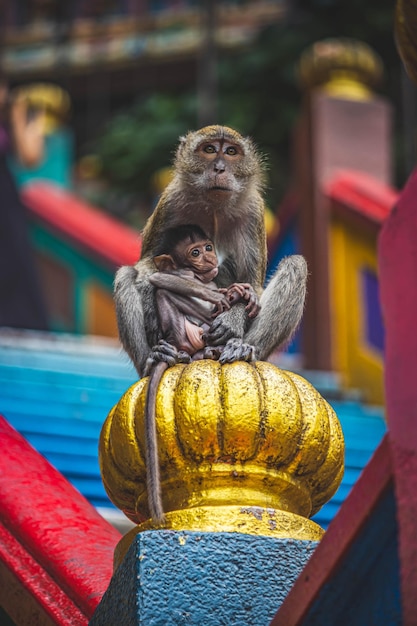 Foto close-up de uma mãe macaco segurando seu bebê suavemente
