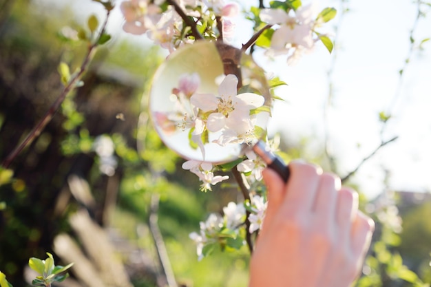Foto close-up de uma mão com uma lupa no fundo da primavera floresce. jardinagem.