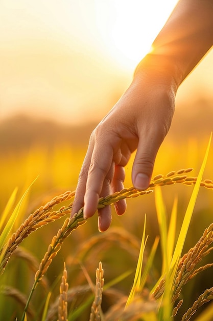 Close-up de uma mão de pessoa tocando plantas de arroz em um campo de arroz dourado durante o pôr do sol