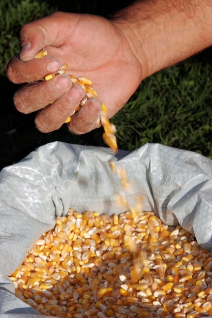 Close up de uma mão de um homem segurando sementes de milho amarelas