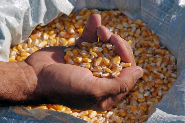 Close up de uma mão de um homem segurando sementes de milho amarelas