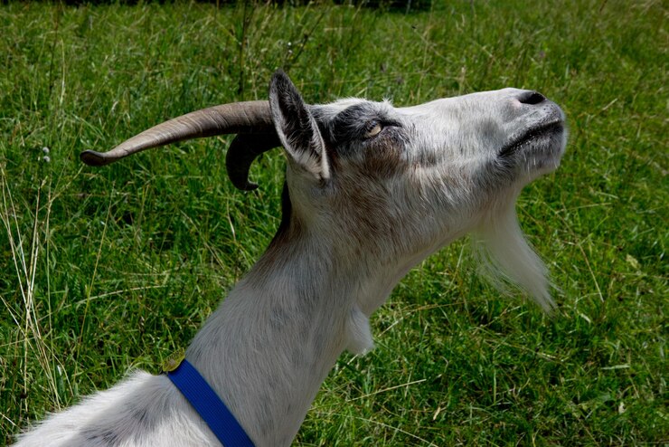 Foto close-up de uma mão em um campo