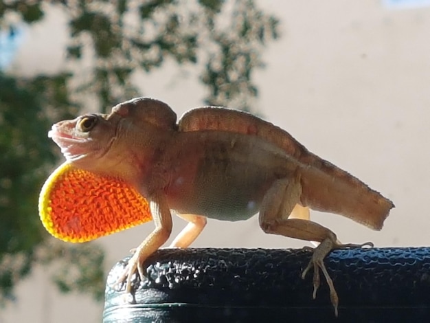 Foto close-up de uma mão segurando a representação de um animal