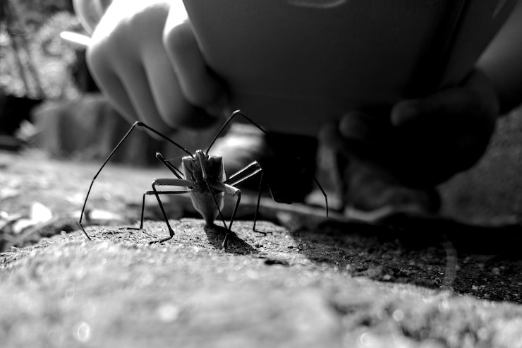 Foto close-up de uma mão segurando um inseto em uma calçada