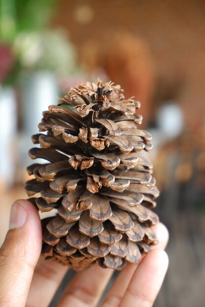 Close-up de uma mão segurando uma cone de pinheiro