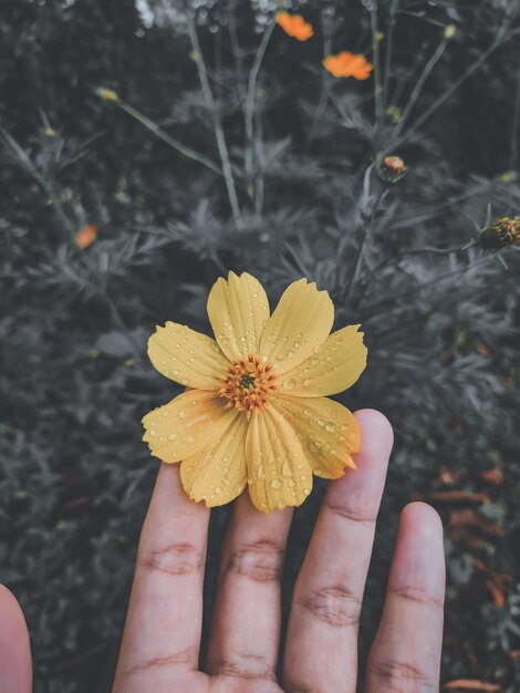 Foto close-up de uma mão segurando uma flor amarela