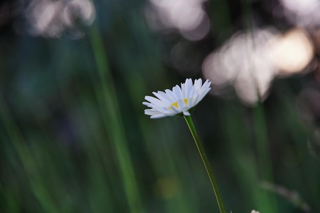 Close-up de uma margarida no campo